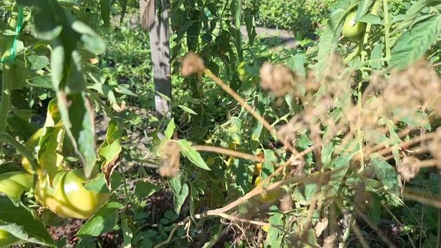 как же приятно приехать в любимый сад❤️🌹🌻🌳🌷