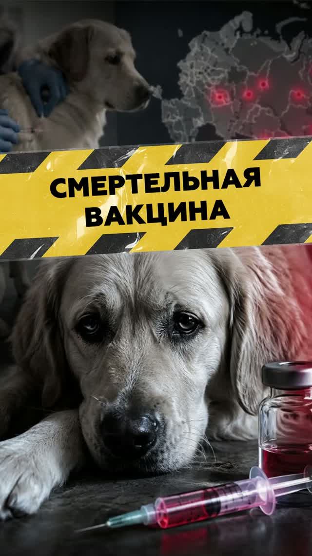 «После прививки начался ад»: кто ответит за смерть питомцев?