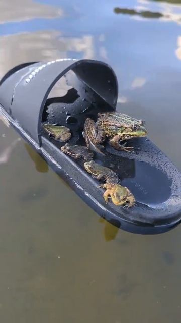 лягухи
