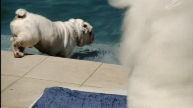 2010_10_b_Dogs
