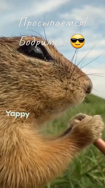 Просыпаемся! Бодримся! 😎