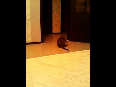 Кошка юла