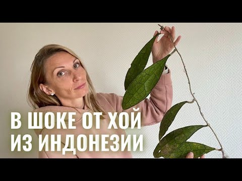 НОВЫЕ хойи из Индонезии. Стоит ли участвовать в закупках хой, все подводные камни