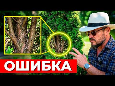 НИКОГДА не САЖАЙ ТУИ вот так! (грубейшая ошибка)
