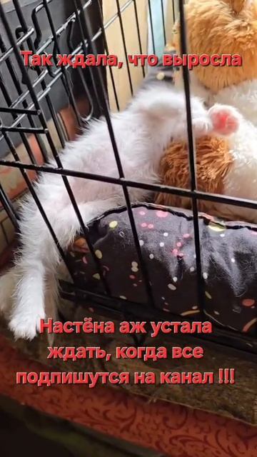 Настя