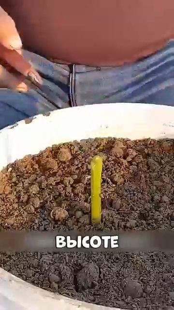 Помидоры и картофель с одного куста