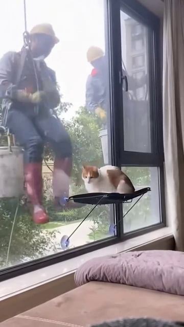 коте коре 34