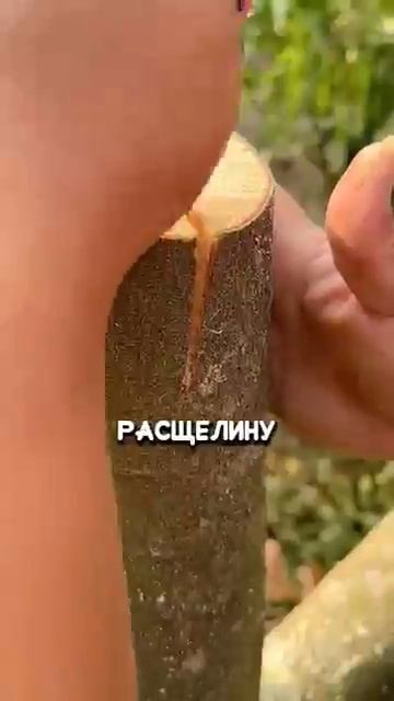 Китайский способ прививки к взрослым деревьям