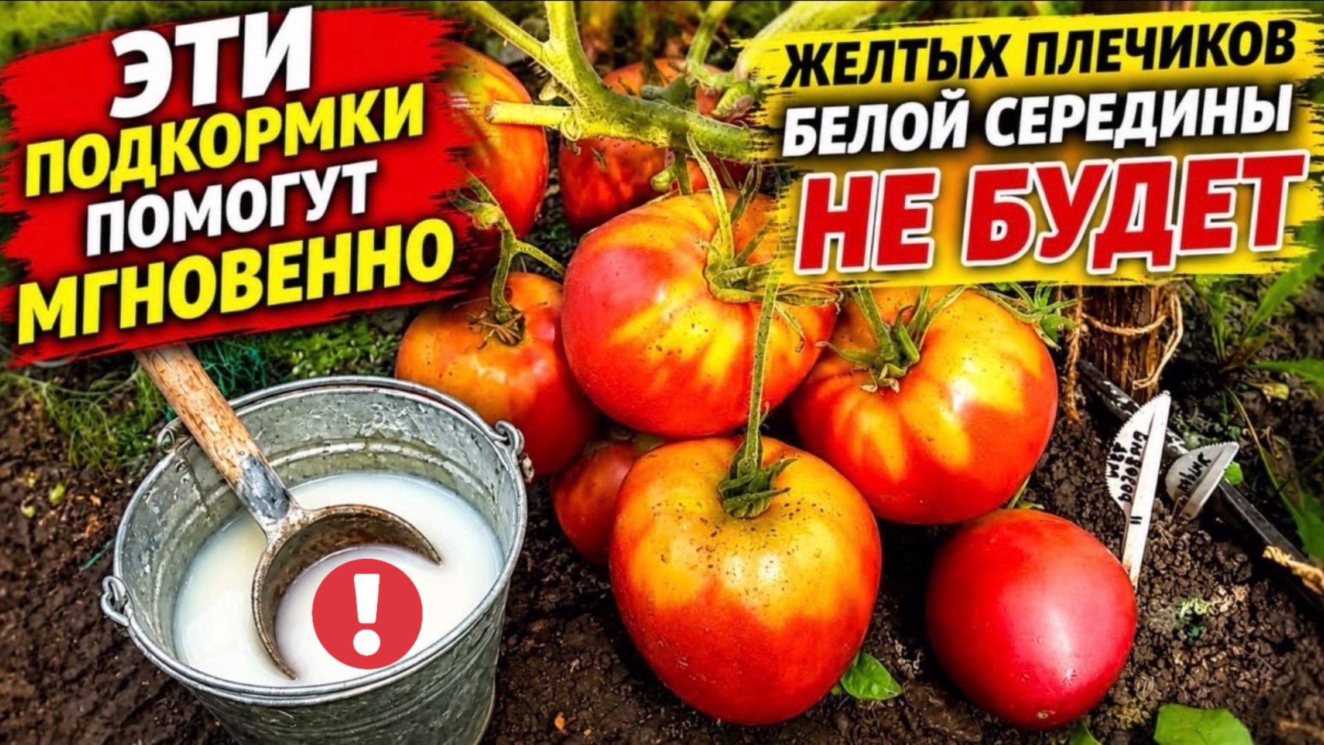 ЖЕЛТЫХ ПЛЕЧИКОВ и белой середины на томатах не будет! Эти подкормки помогут сразу!
