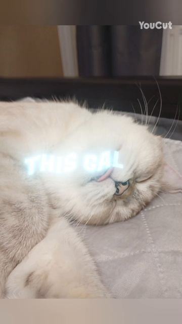 котаны