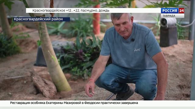В Крыму выращивают непривычные для наших широт растения