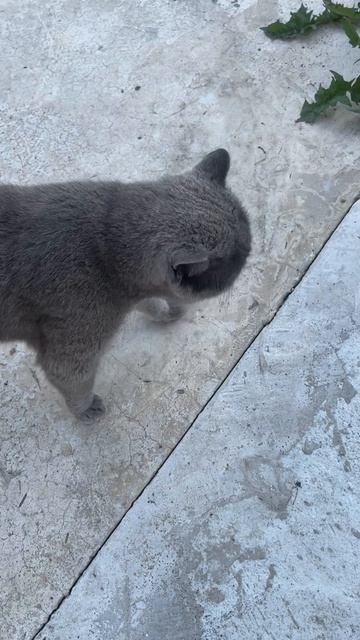 Кузяш