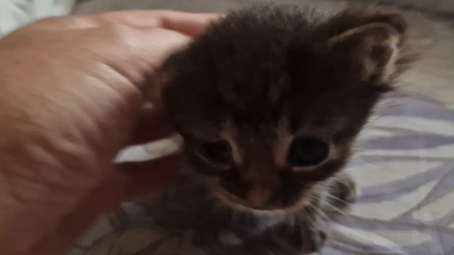 КОТЁНОК ЛУНТИК🤗🥰💋💕