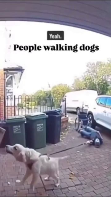 гулянки с собачками🐩🐕🐩🦮🐾