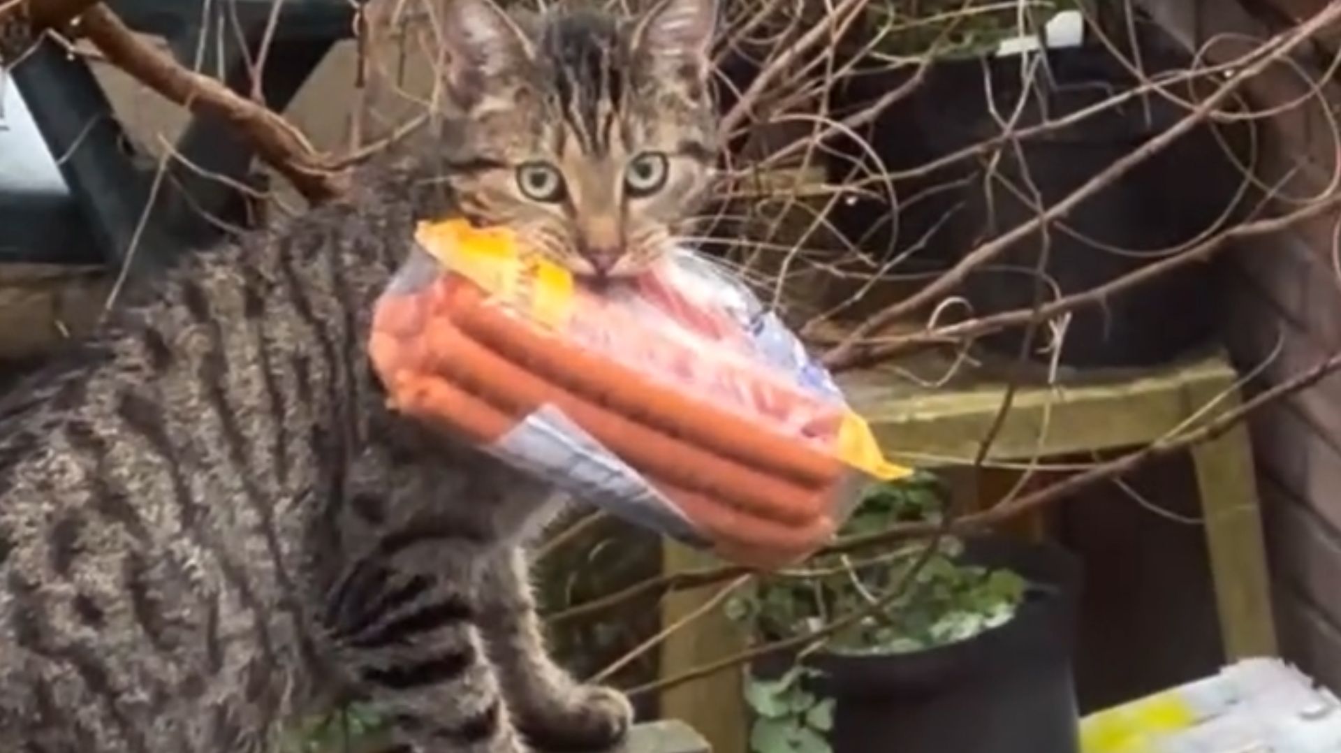 Самые Смешные видео посмешней приколы смотреть про кота воришку и сосиски