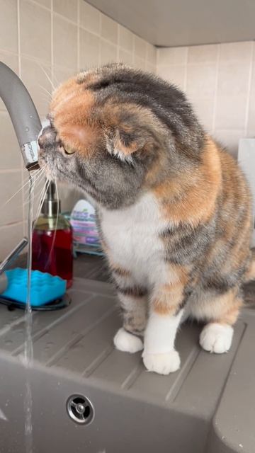 Астра на водопое