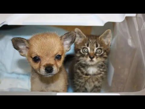 Маленький котенок и щенок из приюта спасли друг друга от опасности