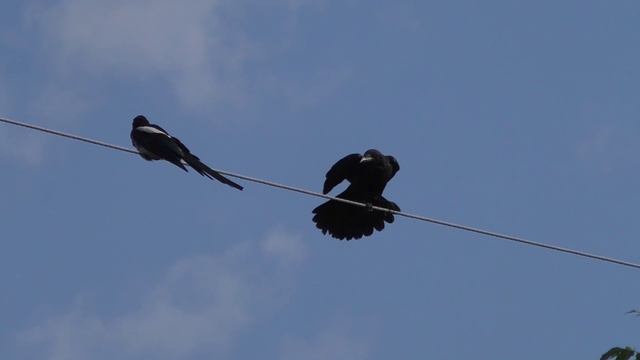 Сороки прогоняют ворон