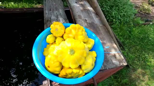 Уборка патиссонов