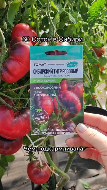 Этот томат мясистый, насыщенный вкус, сочный, урожайный! #томат #сортатоматов #семенатоматов