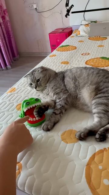 Умные котики
