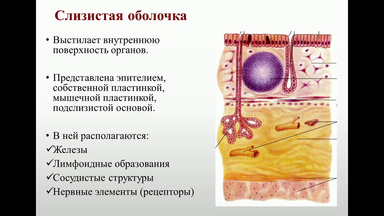 Анатомия 5.Пищеварительная система