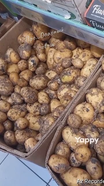 #картофель #кухня #овощи #аптека #травы #опасность #жиза #жизнь
#врек #рек #помощь #врекомендации 
#