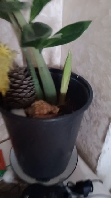 Новый росток🌱