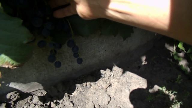 Виноград 19 августа 2026 года.