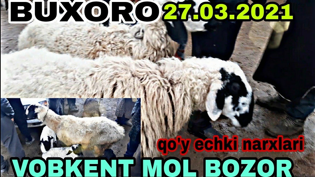 VOBKENT MOL BOZOR Qo'y Echki Narxlari BUXORO Arzonlari