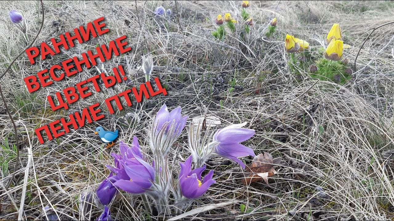 РАННИЕ ВЕСЕННИЕ ЦВЕТЫ 🌼🌺🍀!ПЕНИЕ ПТИЦ🐦 !ЖиВОЙ ЗВУК ! ЖИВАЯ ПРИРОДА !