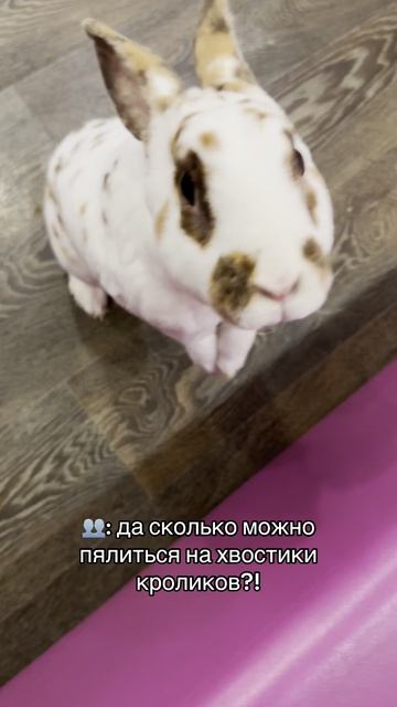 Приглашаем в Зайкафе, погладить пушистых кроликов. Работаем каждый день с 10:00 до 22:00
