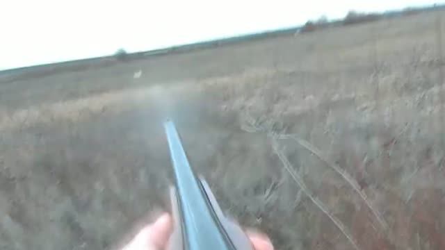 Снега нет, а  Зайцы белые