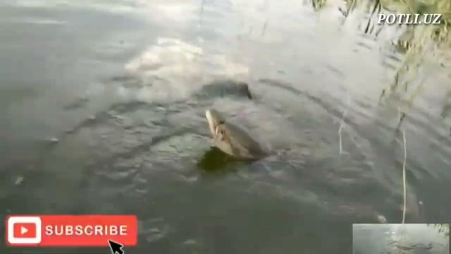 ИЛОН БАЛИК ОВУ КАРМОК ВА ТУЗМА.