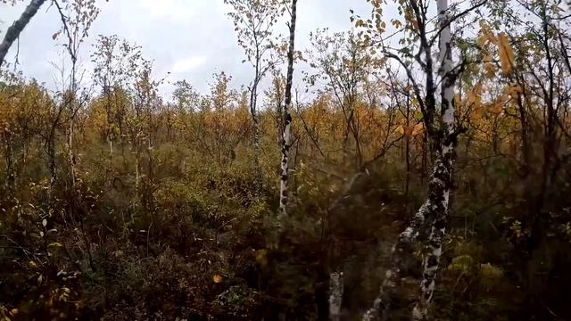 ЖИЗНЬ В ТАЙГЕ. ОСЕННЯЯ РЫБАЛКА. ТЯЖЁЛАЯ ОХОТА