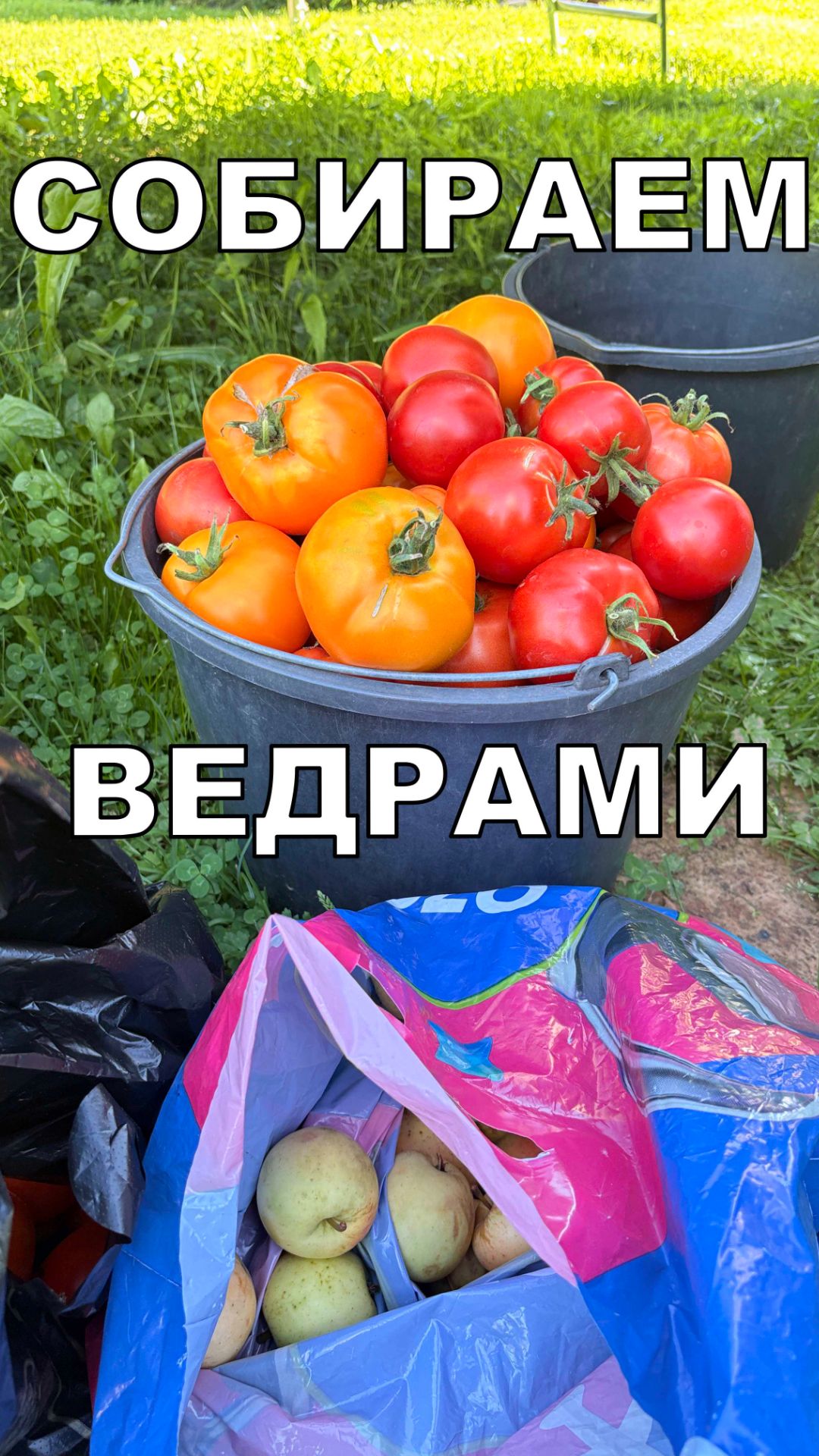 ПО ВЕДРУ ТОМАТОВ и ОГУРЦОВ - КАЖДУЮ НЕДЕЛЮ!