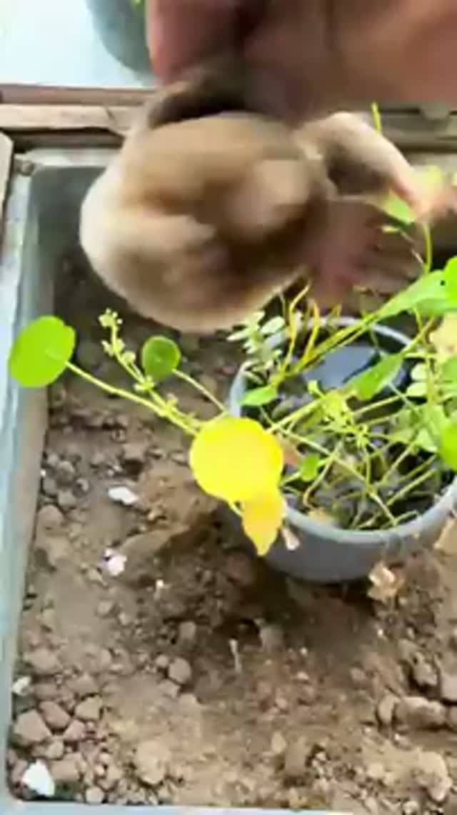 Крот капун