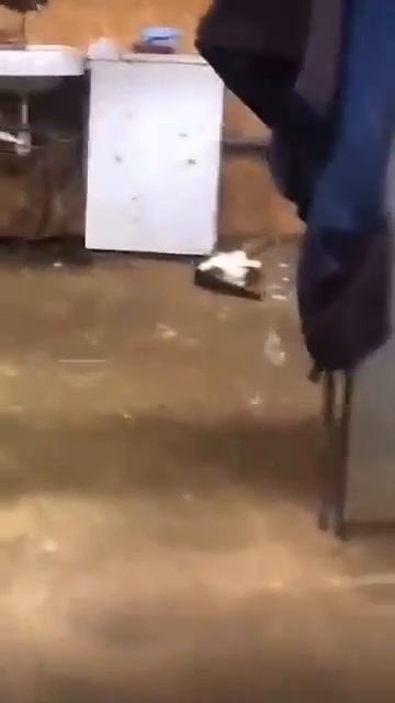 Атака кота на крысу