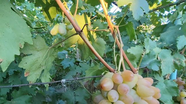 Анна Герман.Донское Казачество. Достойная форма