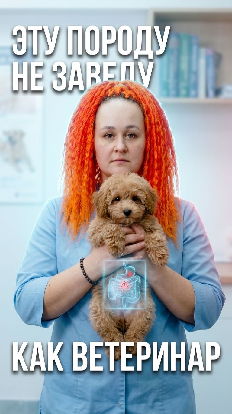 🐩 Той-пудель и мальтипу: болезни ЖКТ у мелких пород — что нужно знать