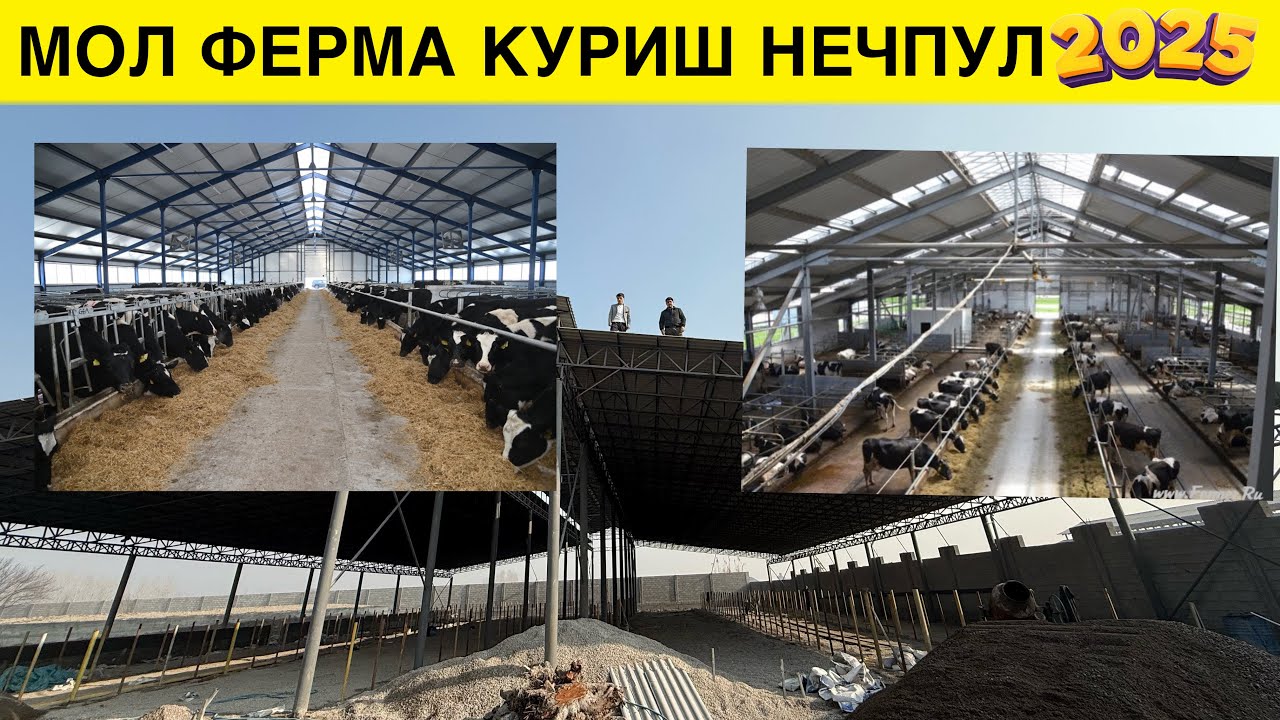 МОЛ ФЕРМА КУРИШ НЕЧПУЛГА ТУШАДИ 2025 ЙИЛДА 250 ТА МОЛ УЧУН