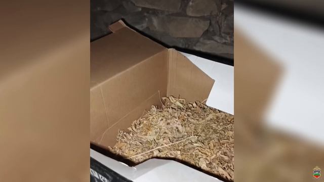 На участке и в доме жителя Карачаевска полицейские обнаружили 35 кустов конопли и марихуану