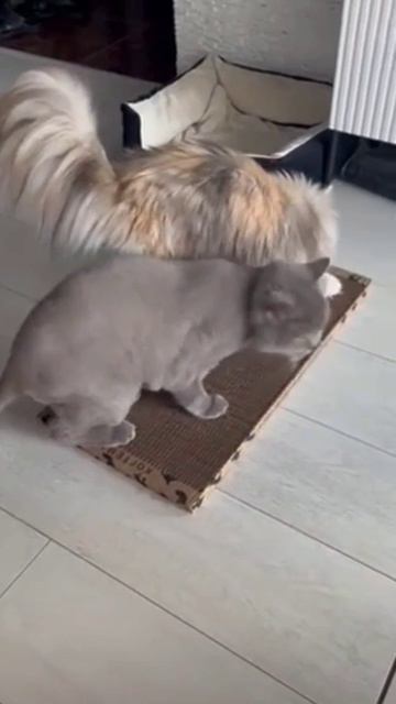 Любимая когтеточка котов