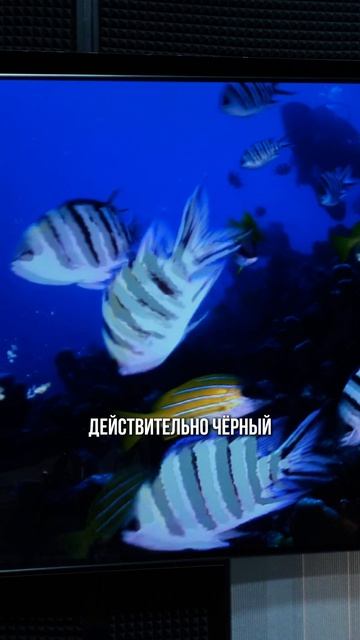 Качество изображения Samsung QE55S85H: насколько хороша картинка?