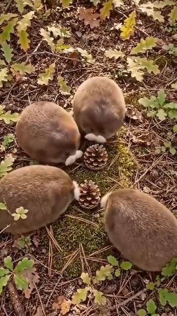 дикий беляшь