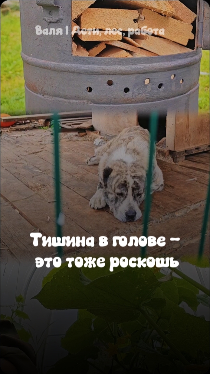 Тишина в голове - это тоже роскошь! тишина немного_тишины красотароссии итогилета мойпитомец