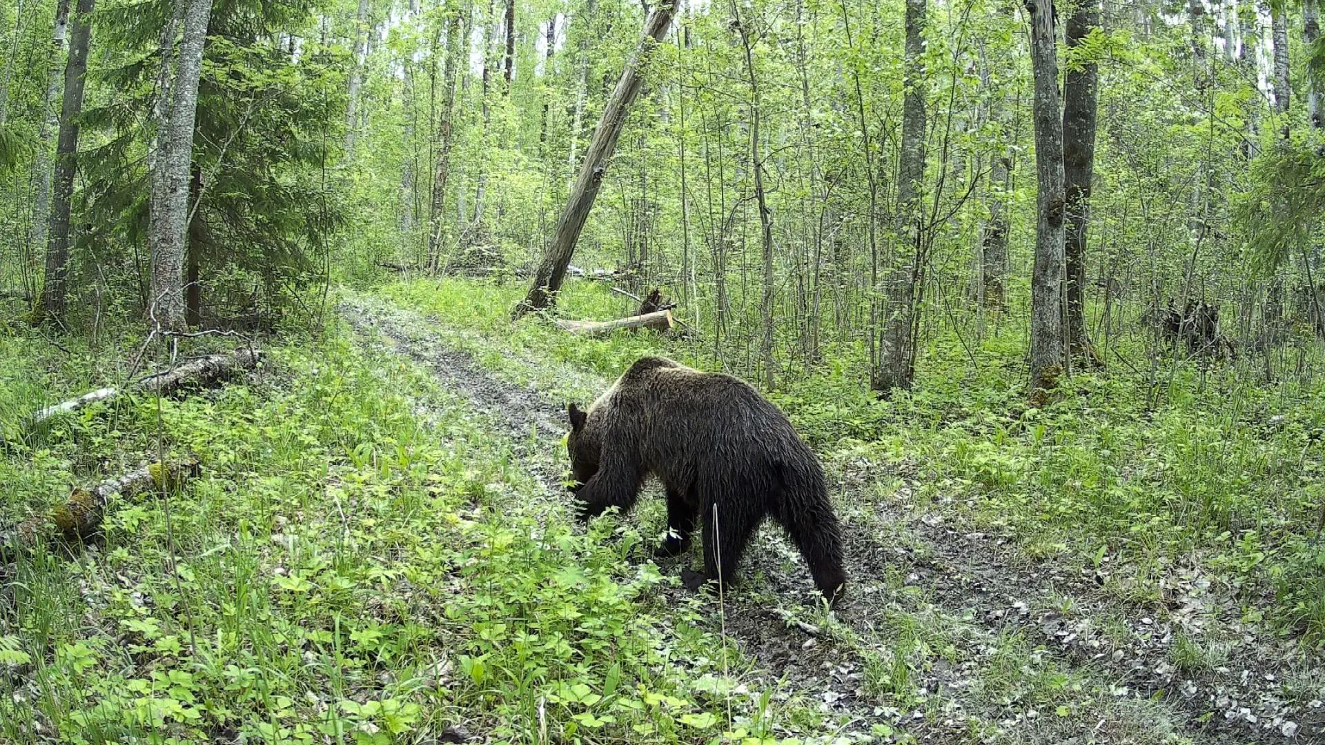 Медведи на лесной дороге в заповеднике Кивач. 31.05 09.06.2026.