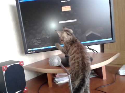 коте и монитор