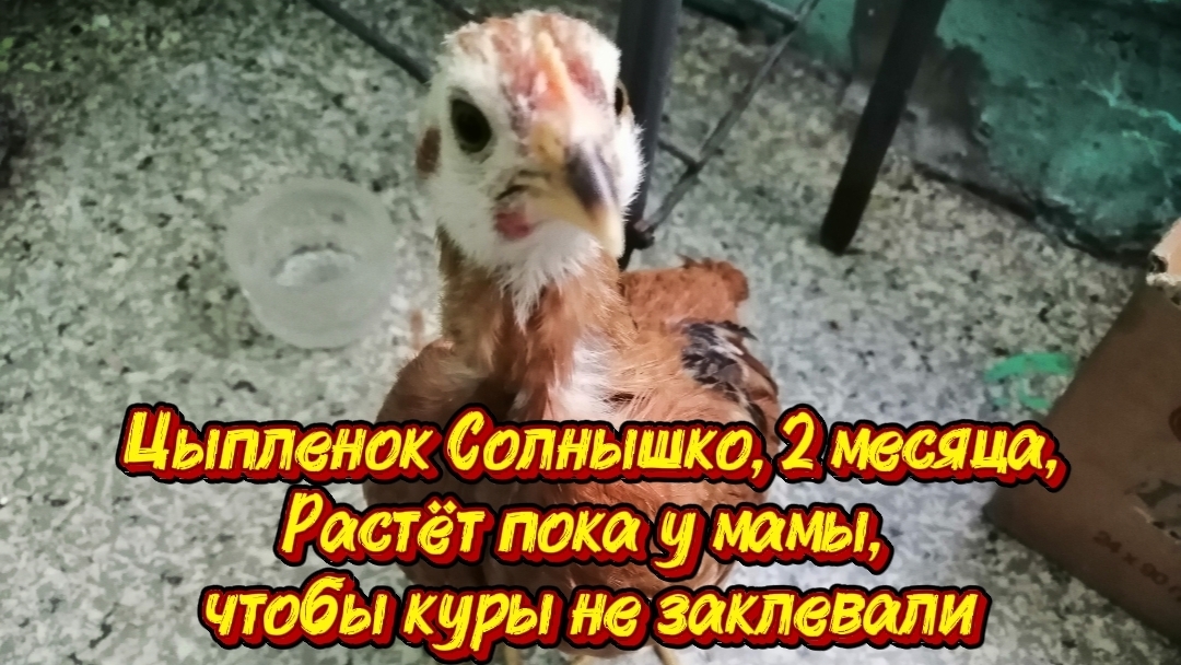Цыпленок Солнышко, уже 2 месяца, растёт пока у мамы, чтобы куры не заклевали