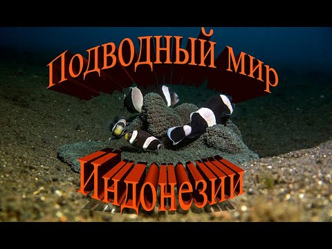 Дайвинг в Индонезии